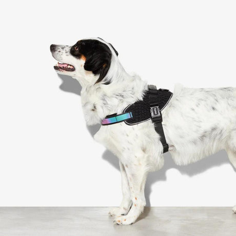 ZeeDog Arnés para perro Un Solo Click Gotham