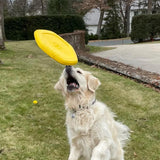 Project Hive Frisbee para perro