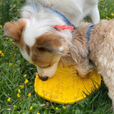 Project Hive Frisbee para perro